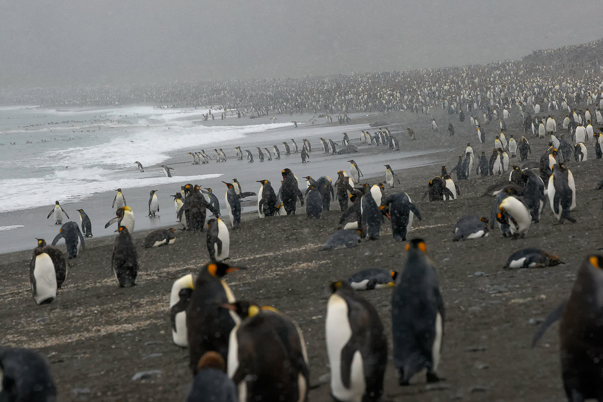 Hunderttausende Königspinguine  in der St. Andrews Bay, Süd Georgien